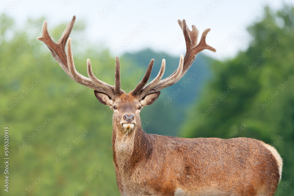 Portrait of a Red deer stag with velvet antlers in summer