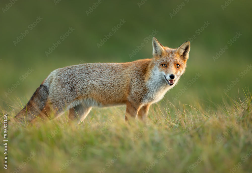 Close up of a red fox in a meadow Close up of a red fox in a meadow