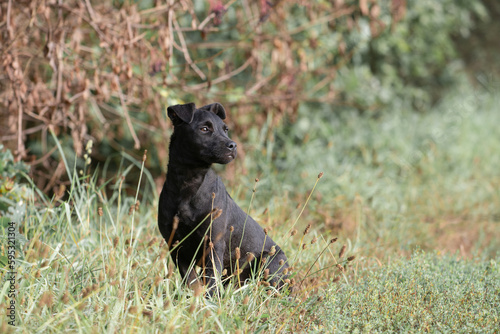 Young Patterdale terrier  also called Fell terrier.
