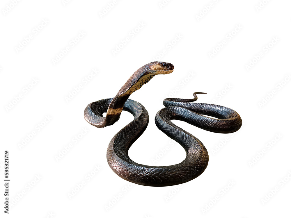 Obraz premium Cobra. Dead venomous snake caught and preserved for study on PNG transparent