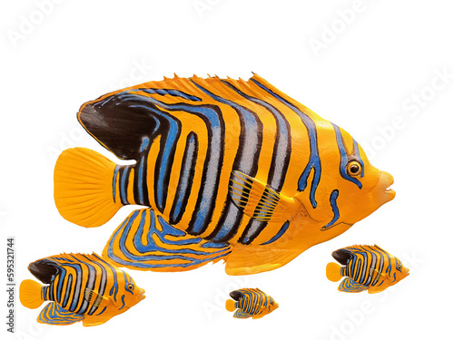 The majestic angelfish dies. captured and preserved isolated PNG transparent
