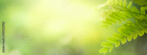 Beautiful nature view of green leaf on blurred greenery background in garden and sunlight with copy space using as background natural green plants landscape, ecology, fresh wallpaper concept.