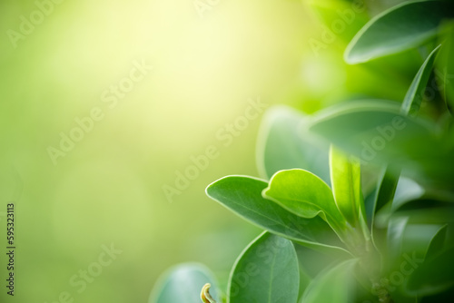 Beautiful nature view of green leaf on blurred greenery background in garden and sunlight with copy space using as background natural green plants landscape, ecology, fresh wallpaper concept.