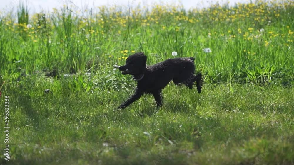 Black poodle dog runs with stick in slow motion Black poodle dog runs with stick in slow motion