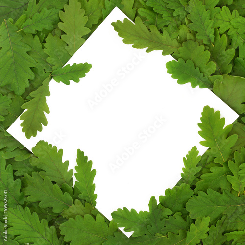 Oak tree leaf abstract background frame with white blank copy space. Go green eco friendly nature fauna composition. 