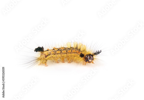 Isolated rusty tussock moth caterpillar. Fuzzy yellow caterpillar with long yellow hairs and tufts.  Orgyia antiqua (L.)  Stinging hairs can cause skin irritations. Selective focus. North Vancouver.