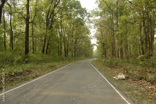 scenic road inside "chapramari" reserve forest, west bengal, india