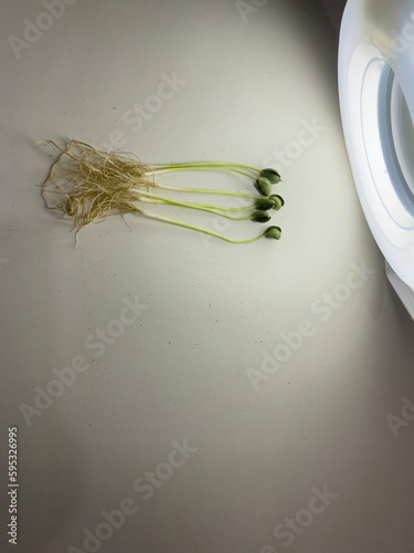 analysis of soybean plants in a seed quality laboratory photo