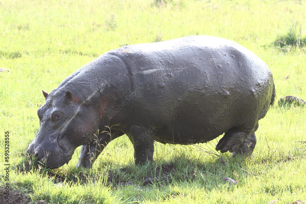 Closeup of a hippo grazing in daylight Closeup of a hippo grazing in daylight
