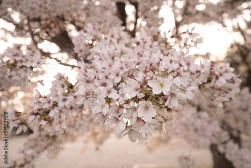 Cherry Blossoms Flower, Japanese Sakura blooming in Spring, Blurred Background - ピンク 春の花 桜 