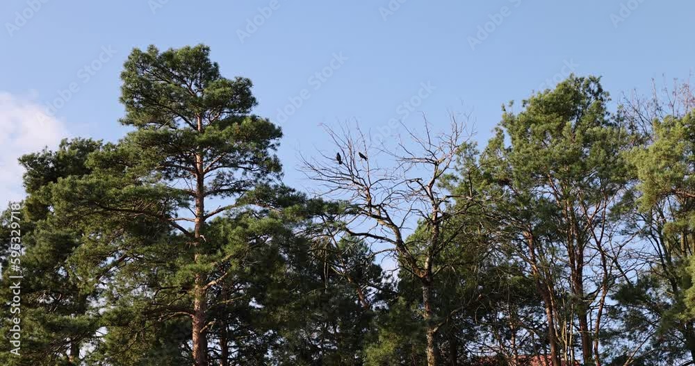 black birds near pine trees in early spring in sunny clear weather, blue sky and pine trees with deciduous trees in early spring black birds near pine trees in early spring in sunny clear weather, blue sky and pine trees with deciduous trees in early spring