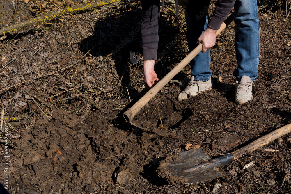 Fototapeta premium A man is planting a young Evodia tree in his yard on a spring morning. He is placing the tree in a hole he dug with a shovel and mounding soil around it with a hoe