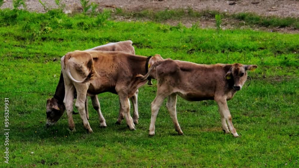 three calves, young hornless brown cows graze in meadow on sunny day, young cattle in swiss pastures, meat and dairy industry concept, ecology, problem of greenhouse gases methane, natural resources three calves, young hornless brown cows graze in meadow on sunny day, young cattle in swiss pastures, meat and dairy industry concept, ecology, problem of greenhouse gases methane, natural resources