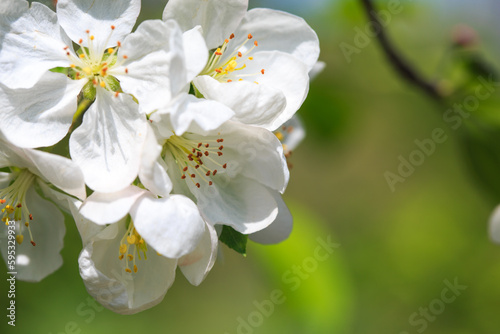 Blooming apple tree in the spring garden. Natural texture of flowering. Close up of white flowers on a tree. Against the blue sky