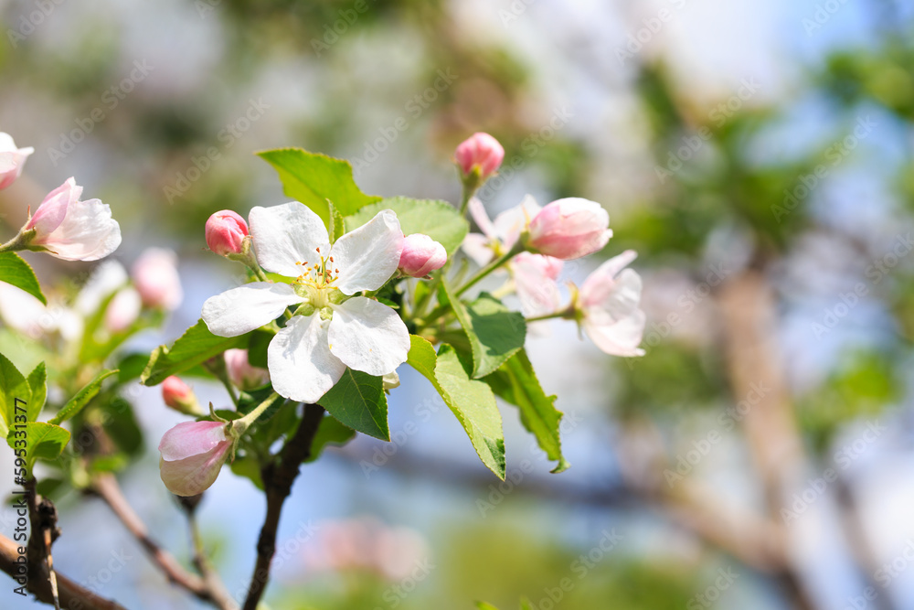 Blooming apple tree in the spring garden. Natural texture of flowering. Close up of white flowers on a tree. Against the blue sky Blooming apple tree in the spring garden. Natural texture of flowering. Close up of white flowers on a tree. Against the blue sky