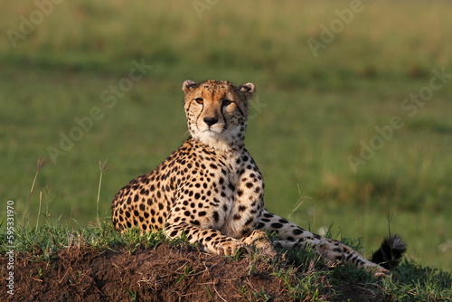 Closeup of a cheetah resting on termite mound
