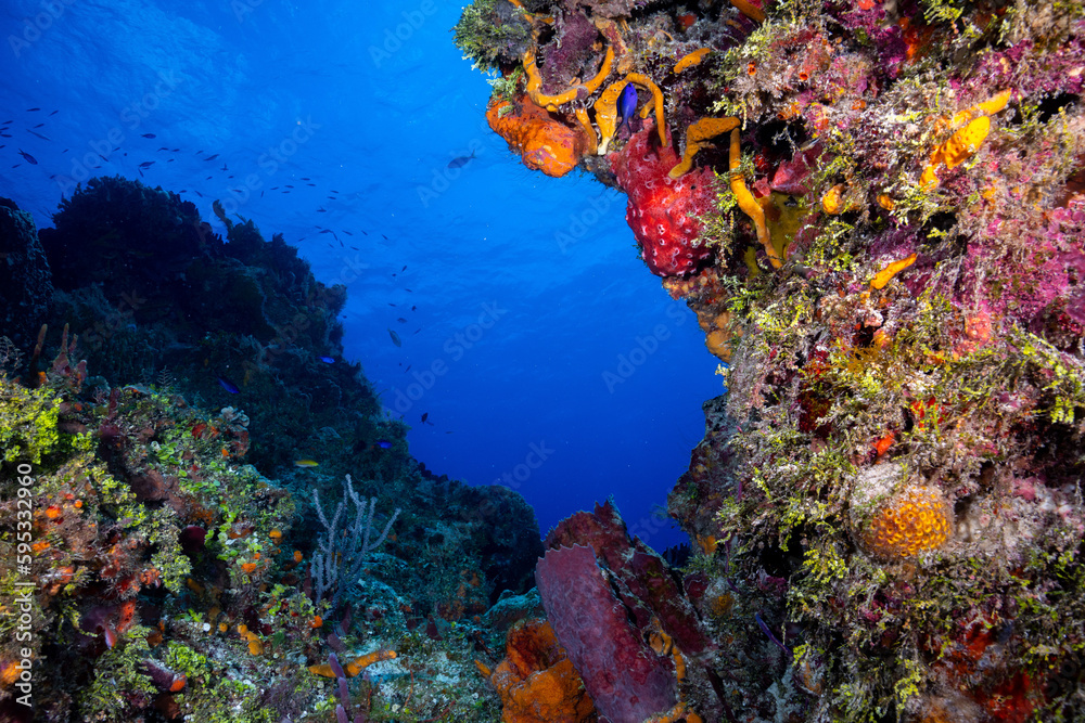 Obraz premium Mesoamerican Reef