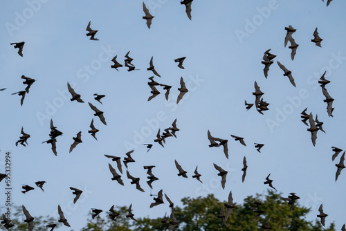Large group of bats flying in evening © Griffin