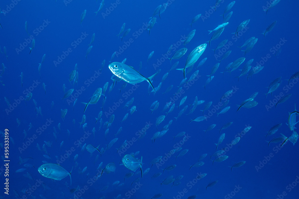 Fototapeta premium School of bar jack in the ocean