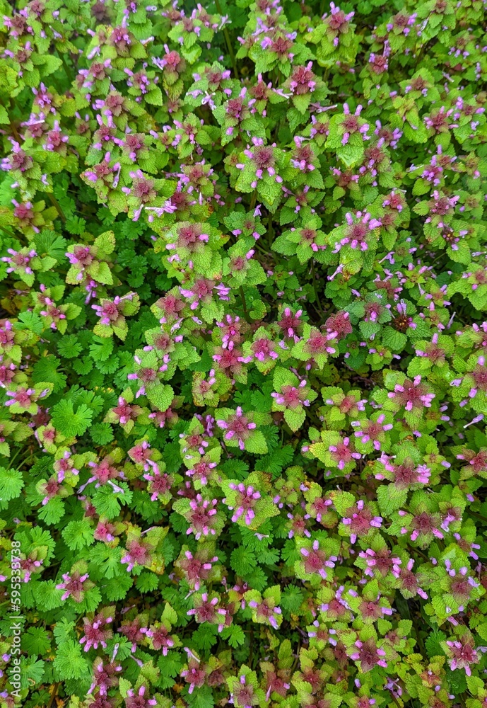 Obraz premium pink background