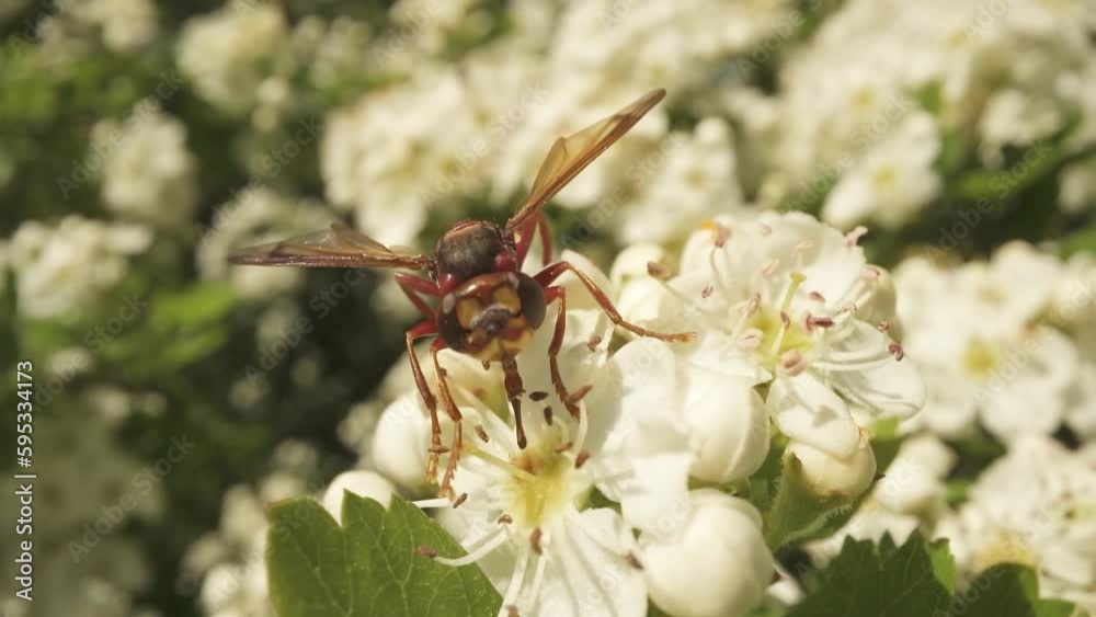 Wasp eats nectar on white flower Wasp eats nectar on white flower