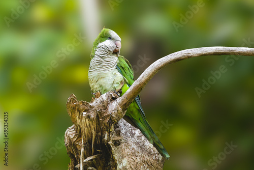 Male monk parakeet side portrait standing on a tree branch from puerto rico