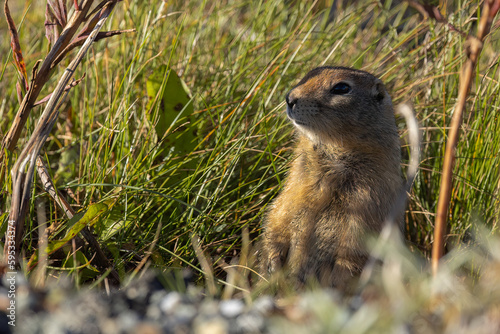 Arctic ground squirrel on the road