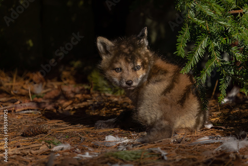 Eye contact with a baby fox