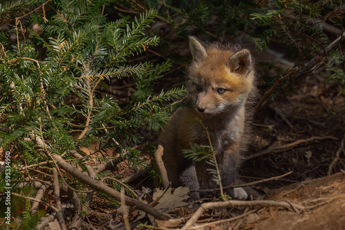 Cute baby fox looking for something