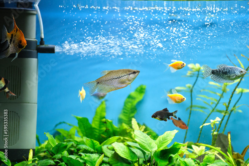 Photography Colorful exotic fish swimming in deep blue water aquarium with green tropical pl