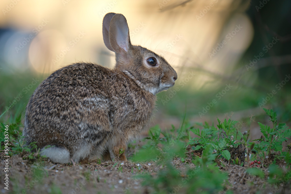 Grey small hare eating grass on summer field. Wild rabbit in nature Grey small hare eating grass on summer field. Wild rabbit in nature