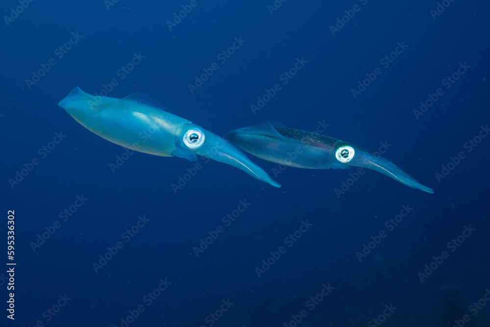 Obraz premium Caribbean reef squid