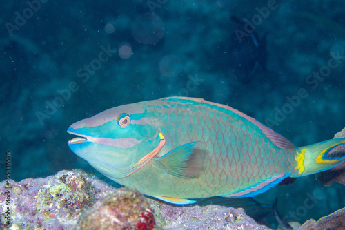 Stoplight parrotfish 