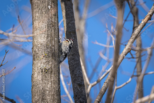 woodpecker on a tree