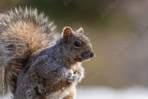 squirrel on a tree © Damien Gustin