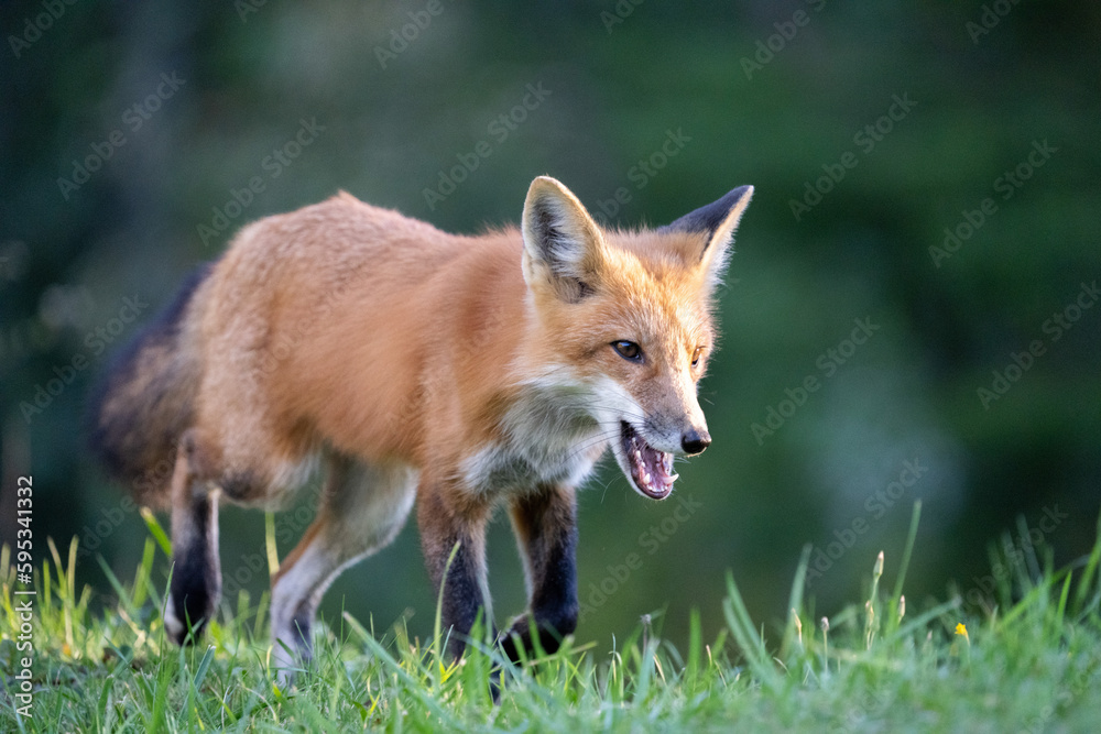 Red fox Red fox