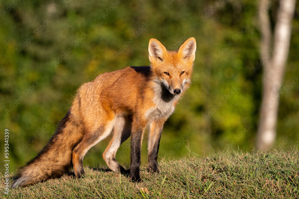 Red fox