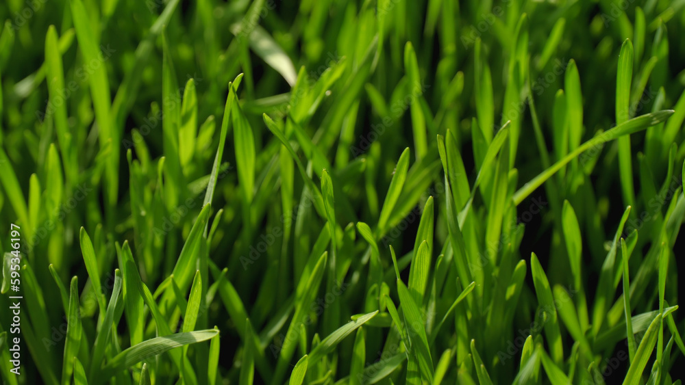 Juicy wheat grass. The texture of green grass. Juicy wheat grass. The texture of green grass.