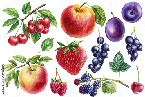 Set berries watercolor illustration. Plums, cherries, raspberries, blackberries, black currants and strawberries
