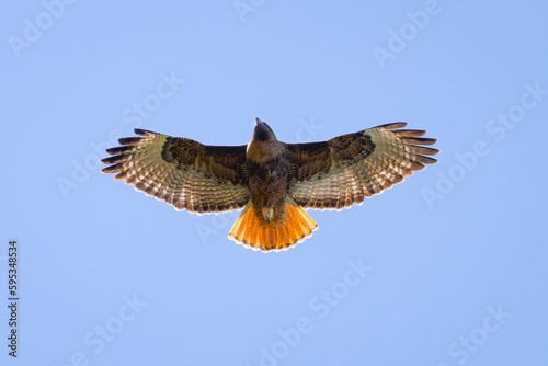 Close view of a red-tailed hawk flying, seen in the wild in North California