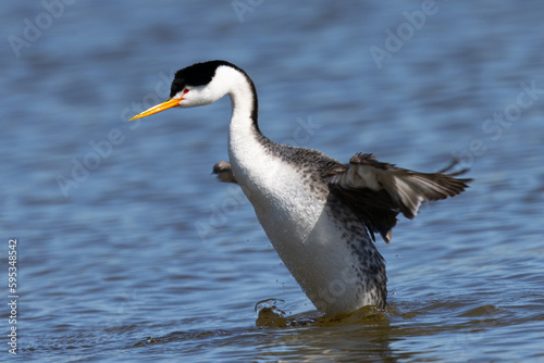 Close view of a Clark’s grebe flapping his wings, seen in a North California marsh