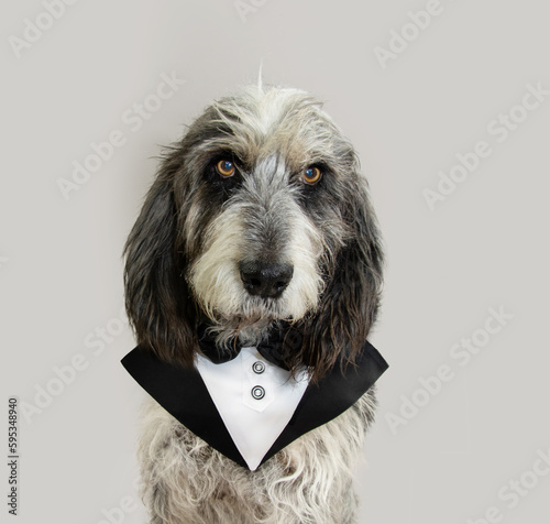 Portrait elgant Blue Gascony Griffon dog looking at camera. Isolated on gray background.  Valentine's day, carnival or birthday concept photo