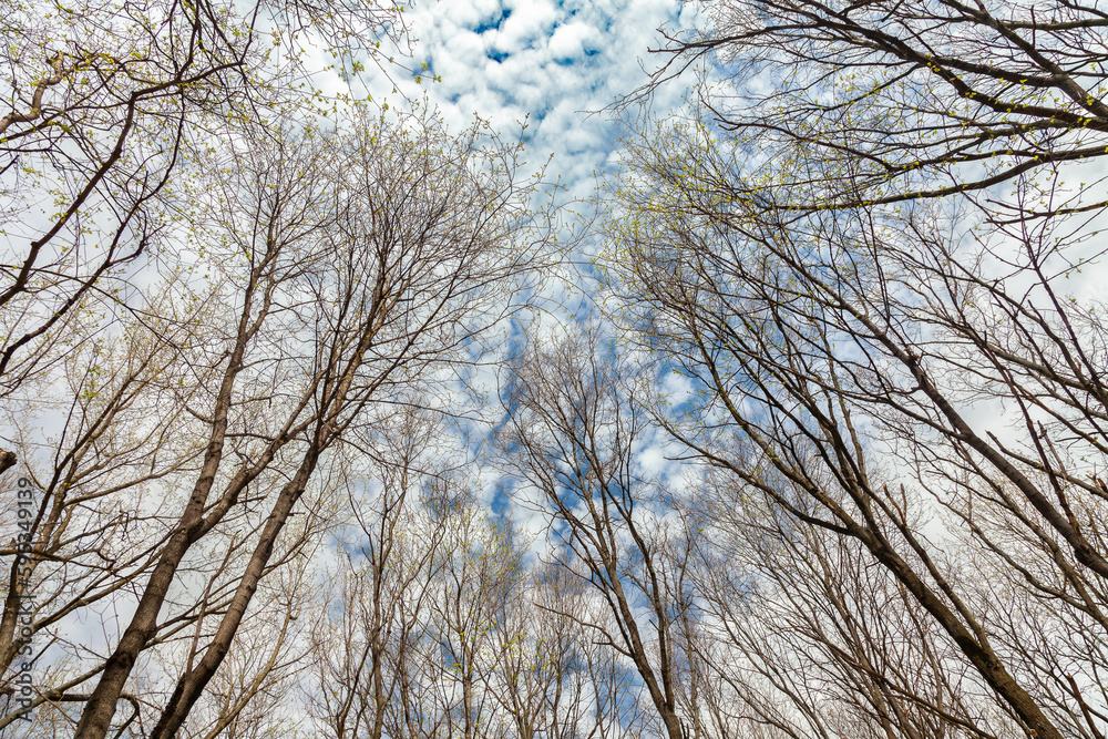 View of the spring blue cloudy sky through the crowns of forest trees, on the branches of which young green leaves appear. View of the spring blue cloudy sky through the crowns of forest trees, on the branches of which young green leaves appear.