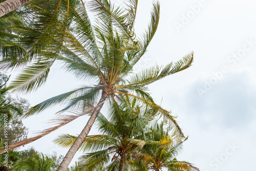 Fototapeta Naklejka Na Ścianę i Meble -  Close-up on palm trees with coconuts in tropical climate in thailand