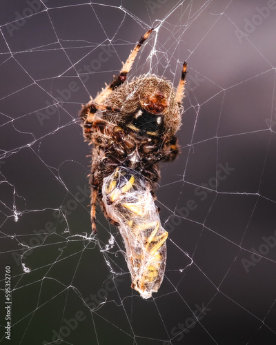 Close-up of a predatory Cross Orb Weaver Spider (Araneus diadematus) wrapping its yellowjacket prey with silk web. Long Island, New York, USA.