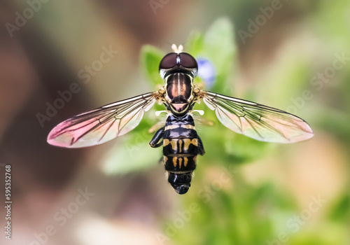 Close-up of a Hover Fly (Syrphidae) perched on a flower with wings extended.  Long Island, New York, USA © Victoria Virgona