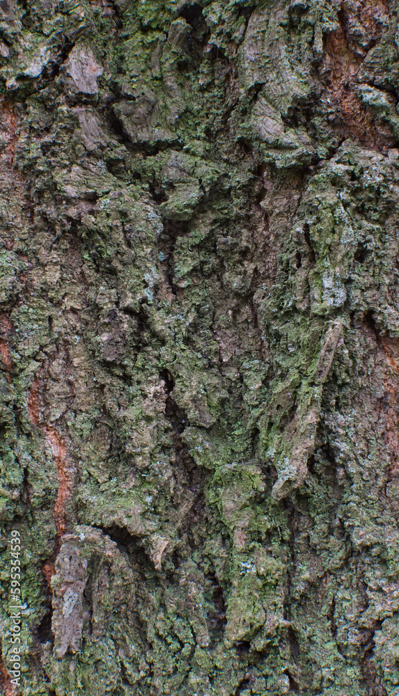 Details of the bark of quercus imbricaria
