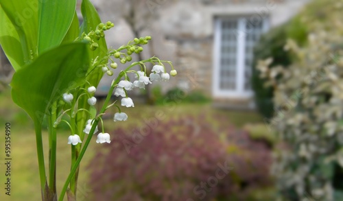 pretty bouquet of fresh lily-of-the- valley  in a garden of a rustic house ba...