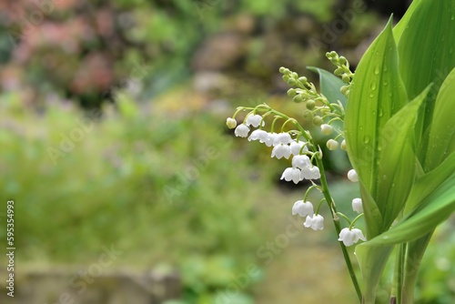 close on bells of pretty bouquet of fresh lily-of-the- valley blooming in   a...
