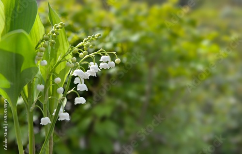 close on bells of pretty bouquet of fresh lily-of-the- valley blooming in a garden